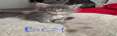 Maine Coon Kitten 2