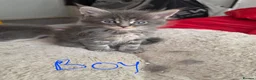 Maine Coon cats for sale: 5 pure bred main coon kittens in Glasgow - Advert 4