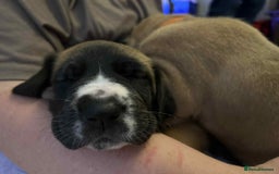 Great Dane dogs for sale: Fawn black mask - Image 9