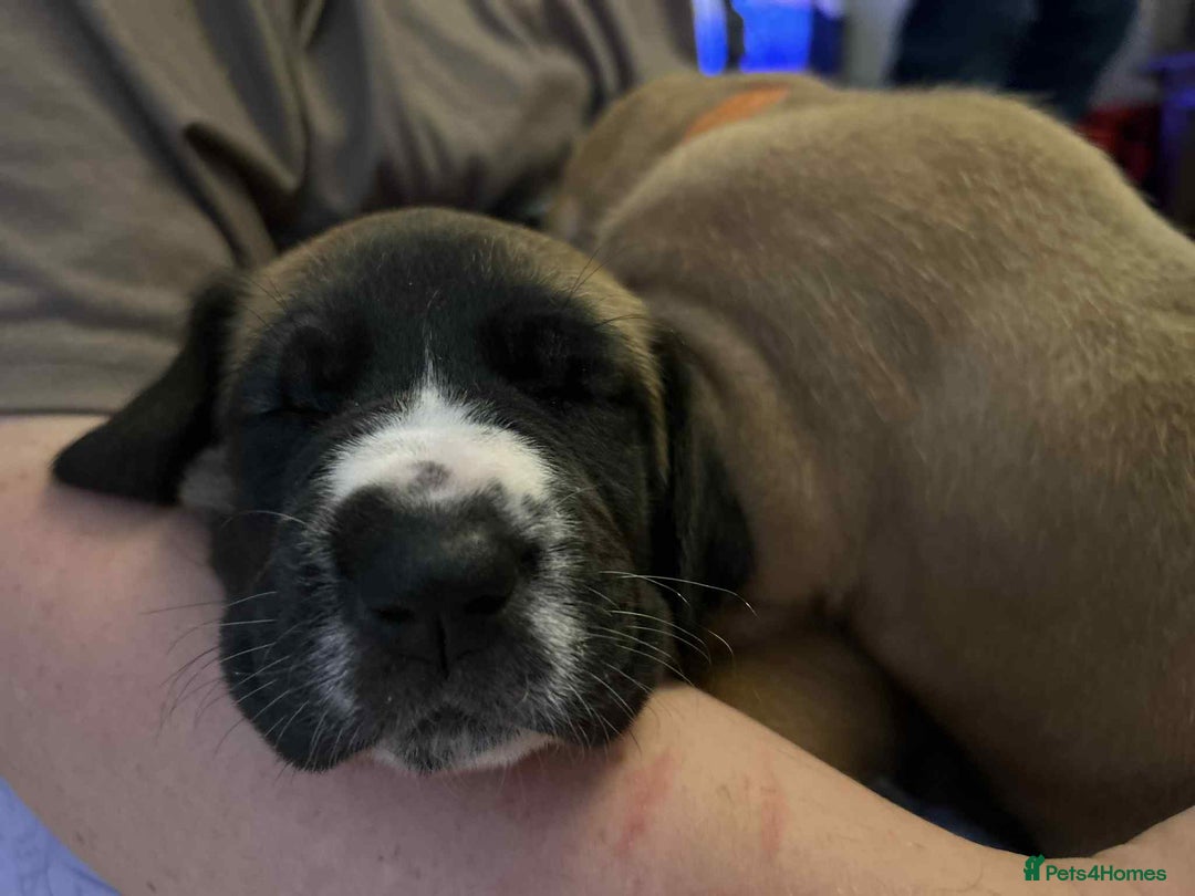 Great Dane dogs for sale: Fawn black mask - Image 9