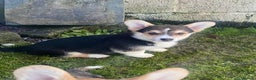 Welsh Corgi Pembroke dogs for sale: 7 Beauitful Corgi Puppies - Advert 15