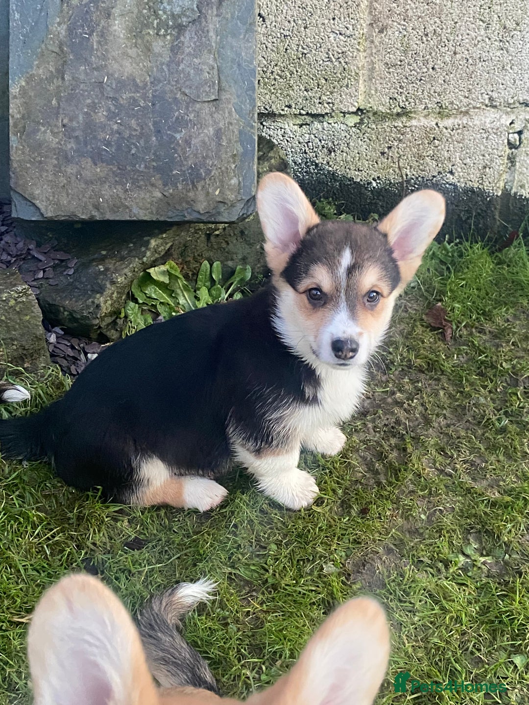 Welsh Corgi Pembroke dogs for sale: 7 Beauitful Corgi Puppies - Advert 15