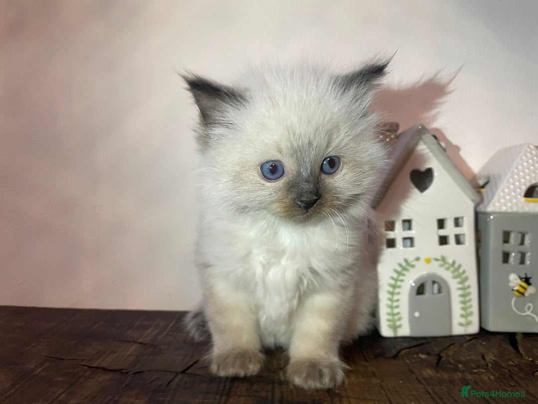Ragdoll cats for sale: Beautiful Purebred Ragdoll Kittens  - Advert 18