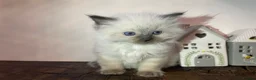 Ragdoll cats for sale: Beautiful Purebred Ragdoll Kittens  - Advert 3