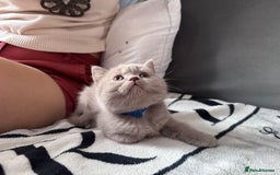 British Shorthair cats for sale: British shorthair Blue so beautiful  - Image 8