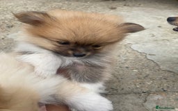 Pomeranian dogs for sale: Beautiful Russian bloodline Pomeranian puppies - Image 17