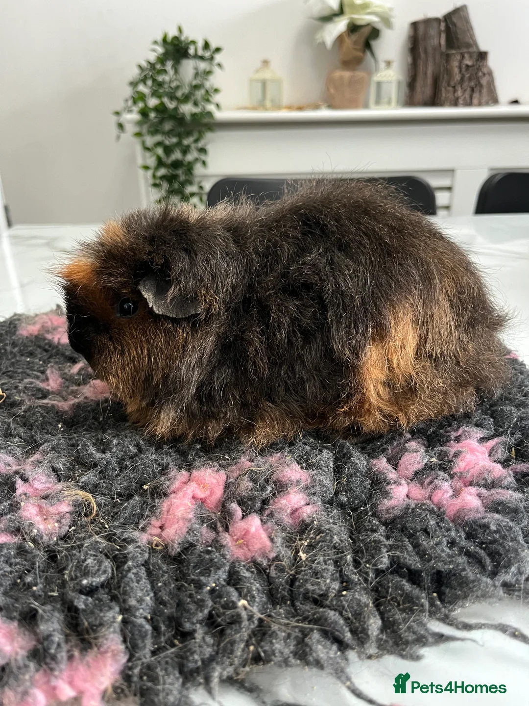 Guinea Pig rodents for sale: Sheltie (silky), coronet, Texel, Merino guinea pig - Advert 10
