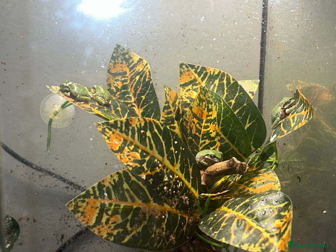 Frog reptiles for sale: White tree froglets  - Advert 6