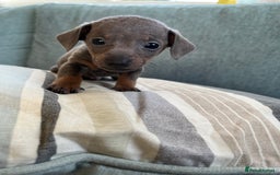 Miniature Dachshund dogs for sale: Micro mini dachshund  - Image 9