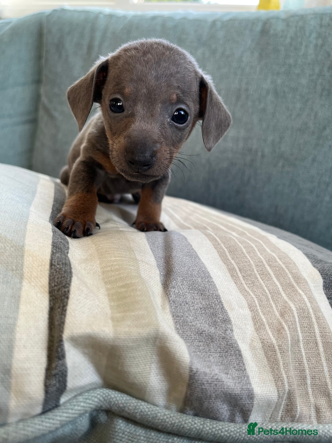 Miniature Dachshund dogs for sale: Micro mini dachshund  - Image 9