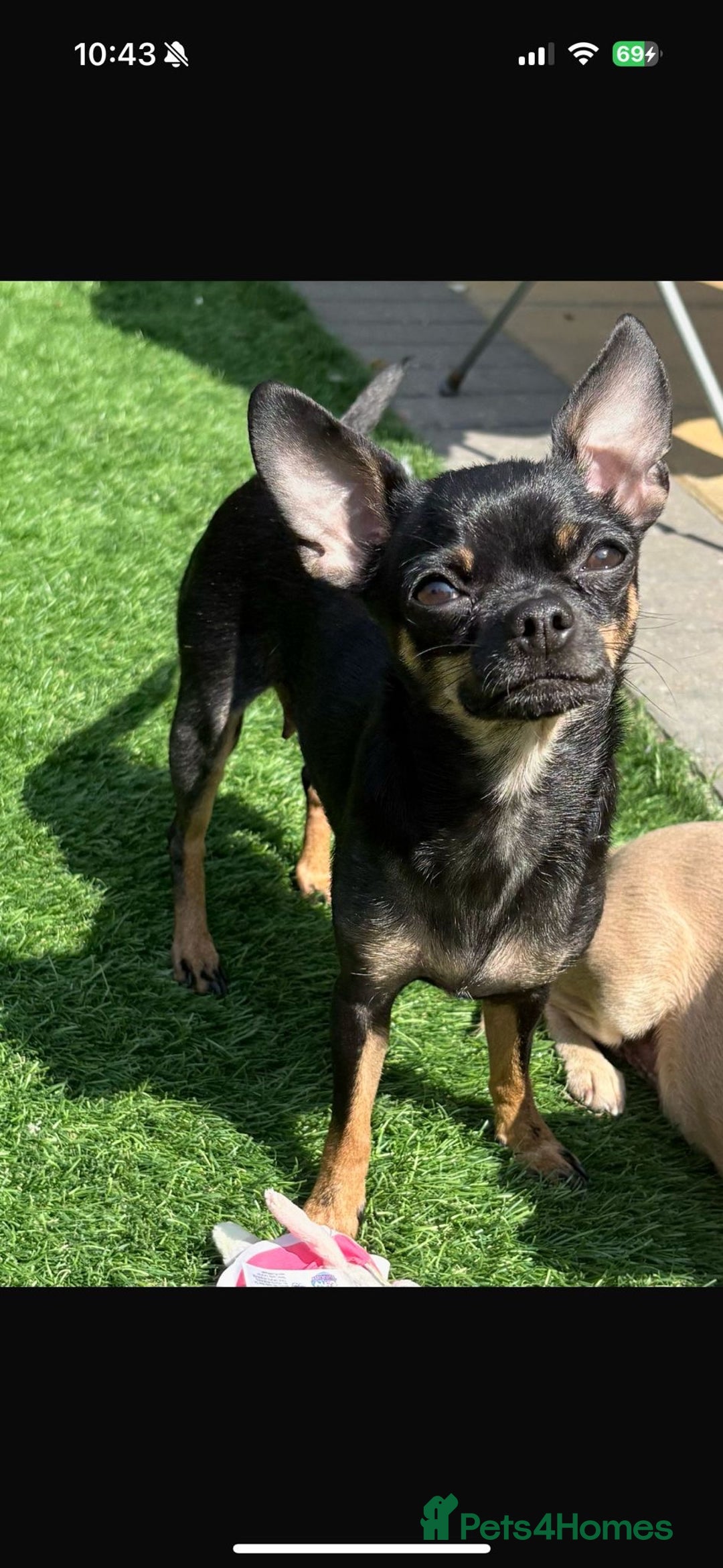 Chihuahua dogs for sale: Chihuahua Puppies Ready Now  - Advert 4