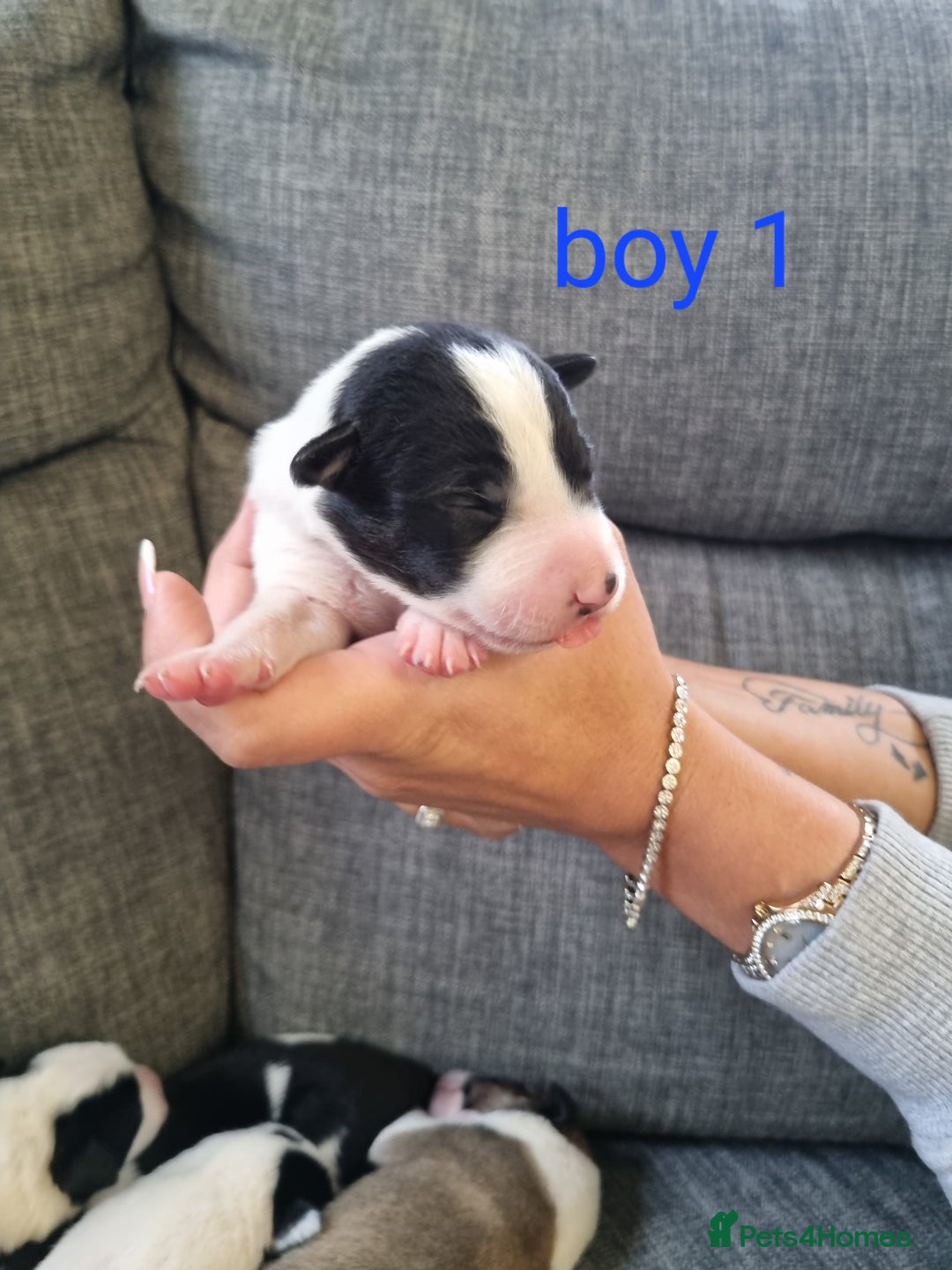 Mixed Breed dogs for sale: Chunky border collie cross puppies - Image 6