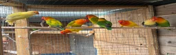 Lovebirds birds for sale: Fischer lovebirds  - Advert 2