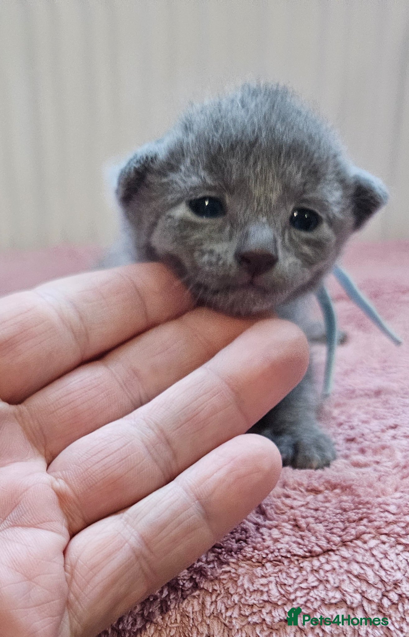 Russian Blue cats for sale: Russian Blue kittens 😸  - Advert 16