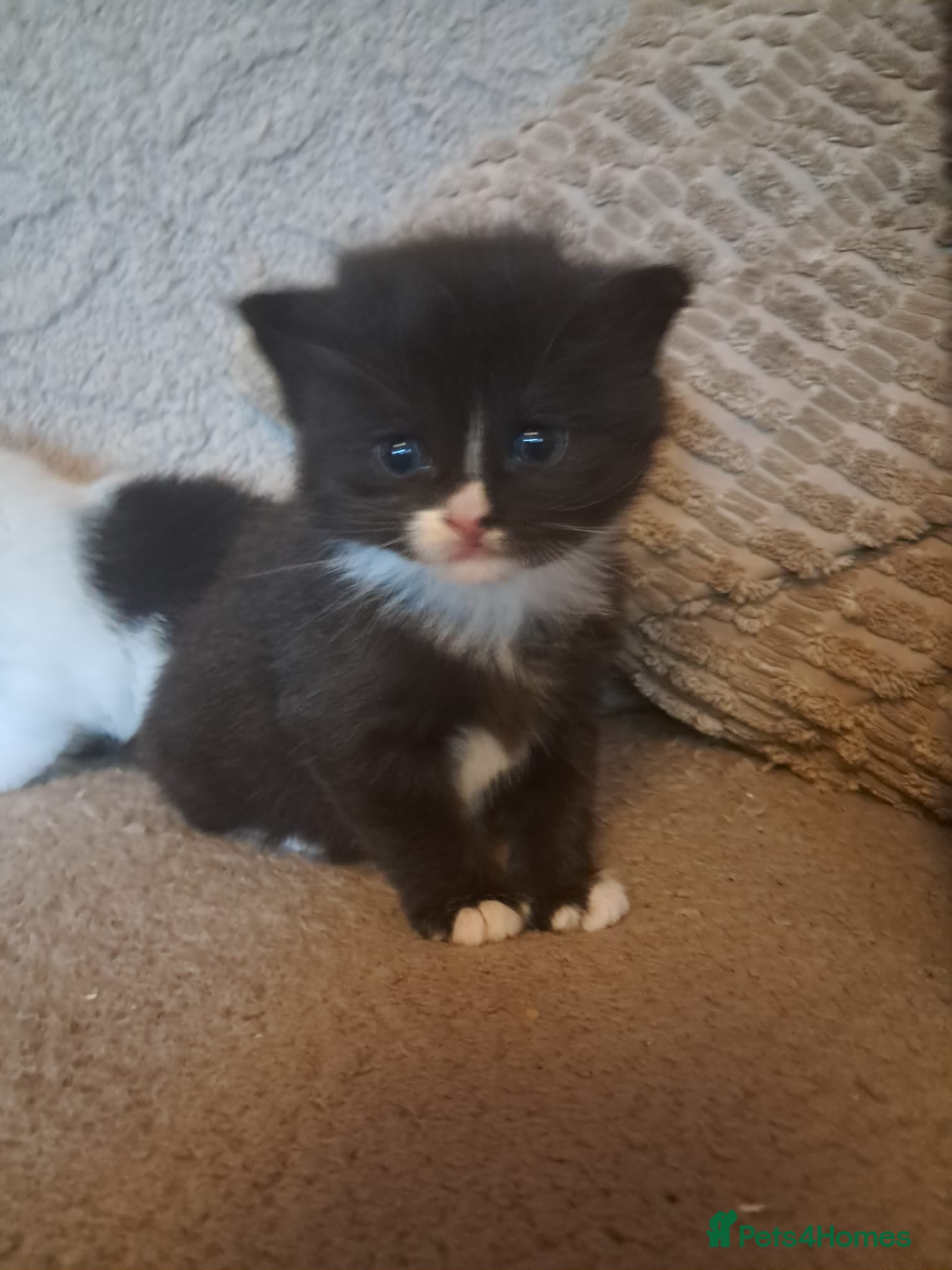 Mixed Breed cats Beautiful long haired girl - Advert 13