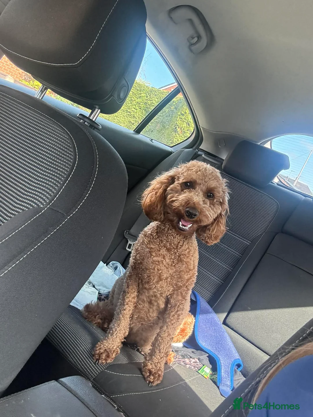 Cockapoo dogs for sale: RED cockapoo puppies ***available 23rd June  - Advert 1