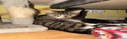 British Shorthair cats for sale: Tabby short hair kittens  - Advert 1