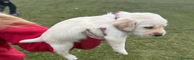 Labradoodle 4