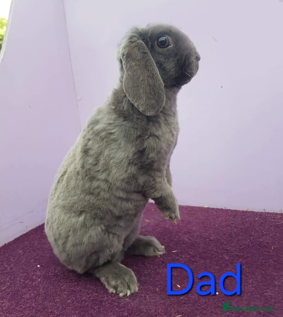 Mini Lop rabbits for sale: Baby mini plush lop doe  - Advert 4