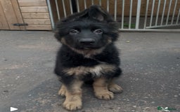 German Shepherd dogs for sale: German Shepherd puppies 💜🩵❤️ - Image 1