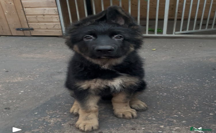 German Shepherd dogs - Advert 6