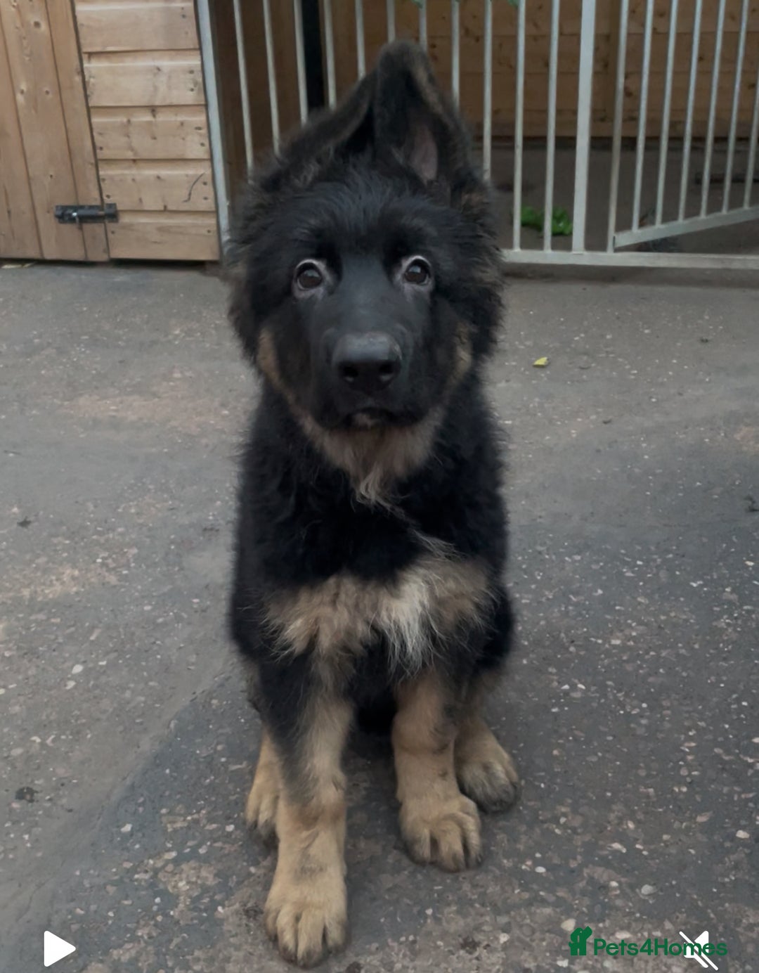 German Shepherd dogs for sale: German Shepherd puppies 💜🩵❤️ - Image 1