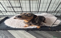 Miniature Dachshund dogs for sale: Stunning mini Daxies, KC reg PRA clear - Image 11