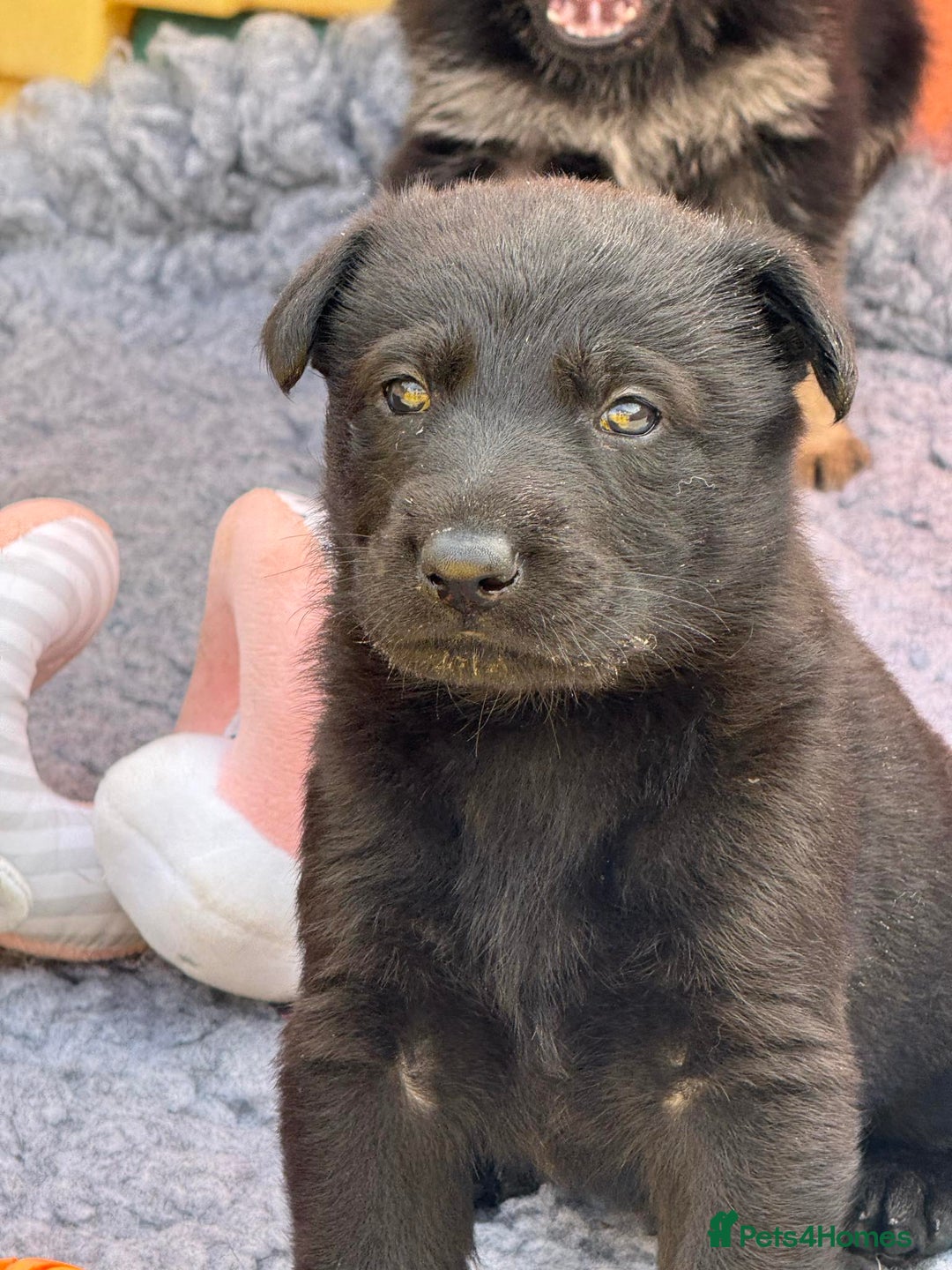 German Shepherd dogs for sale: GSD Puppies, straight back  - Image 13