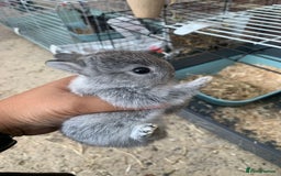 Netherland Dwarf rabbits for sale: Gorgeous Netherland Dwarf Rabbits - Ready in Sept - Image 15
