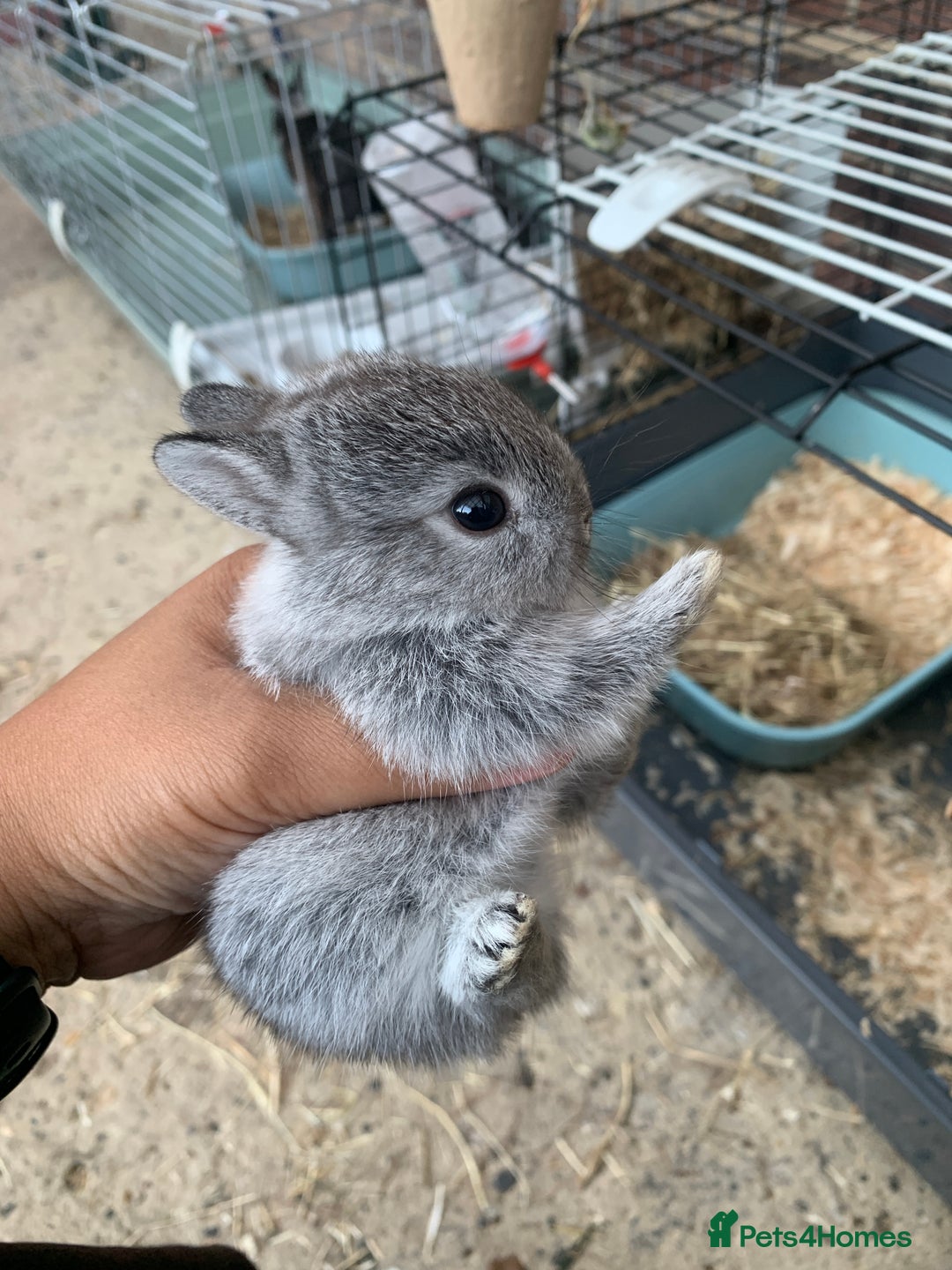 Netherland Dwarf rabbits for sale: Gorgeous Netherland Dwarf Rabbits - Ready in Sept - Image 15