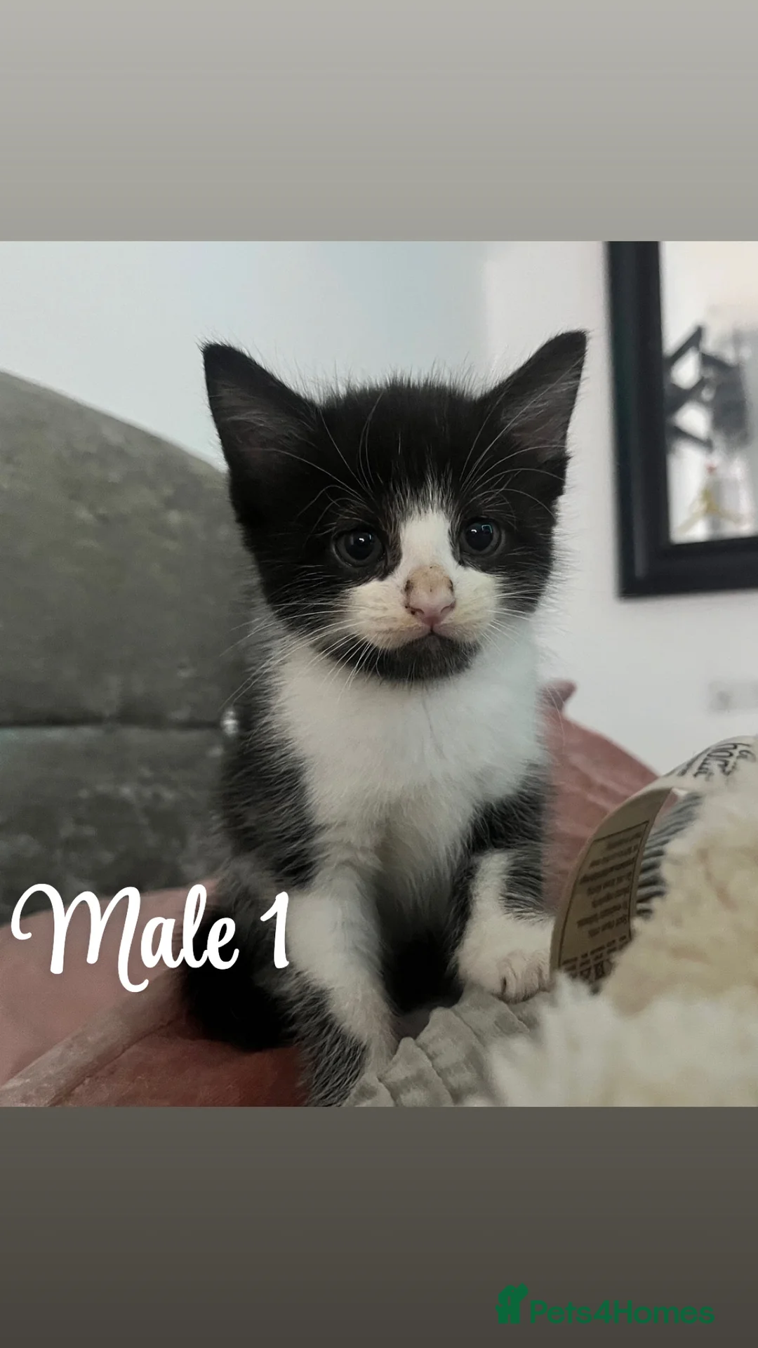 Mixed Breed cats for sale: CUTE KITTENS FOR SALE - Advert 20