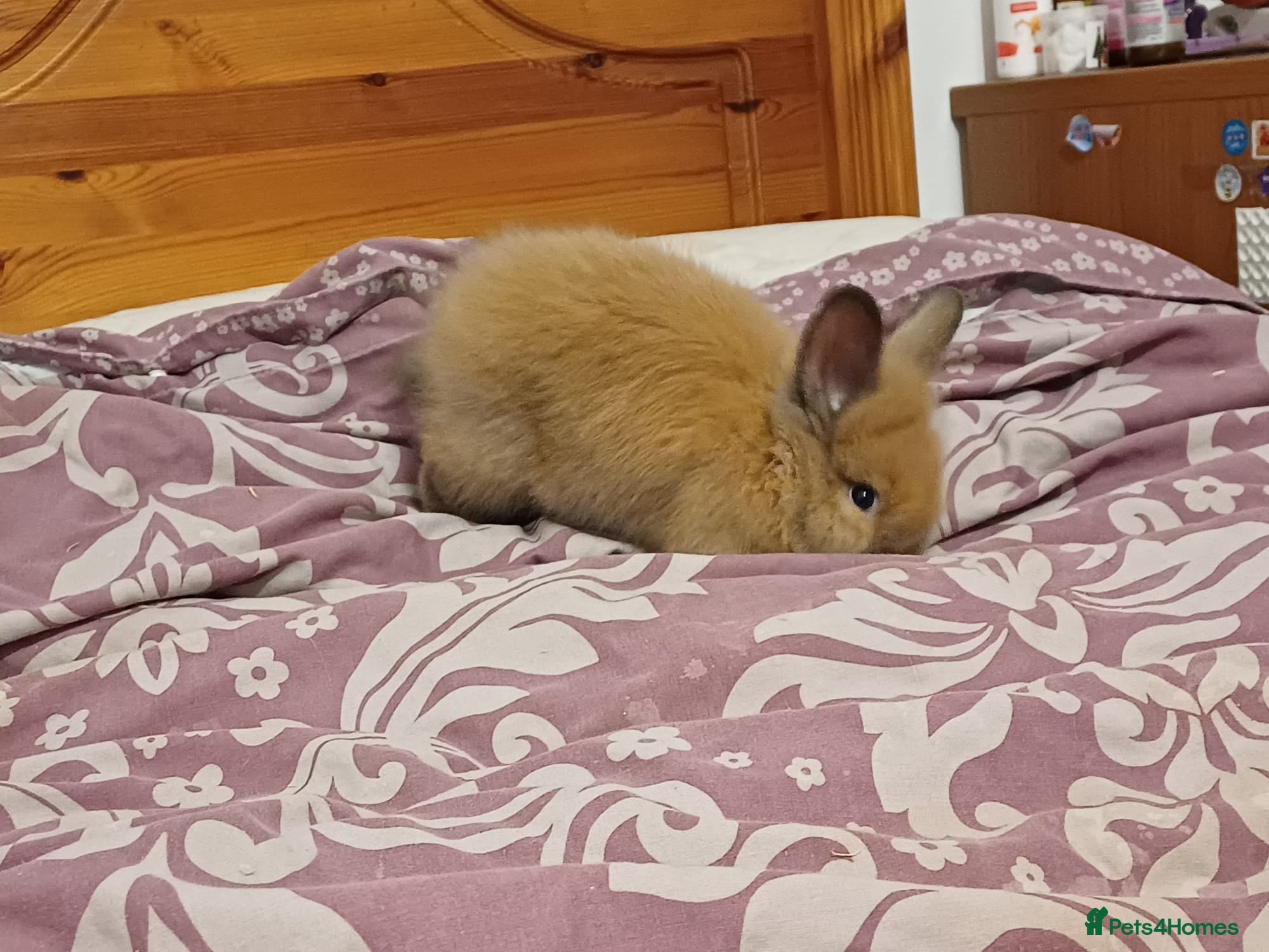 Lionhead rabbits Female mixed colour brown/ ginger double lionhead - Advert 9