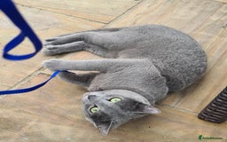 Russian Blue cats for sale: READY NOW! CHAMPION SIRED GCCF RUSSIAN BLUES 😍  in Markfield - Image 23