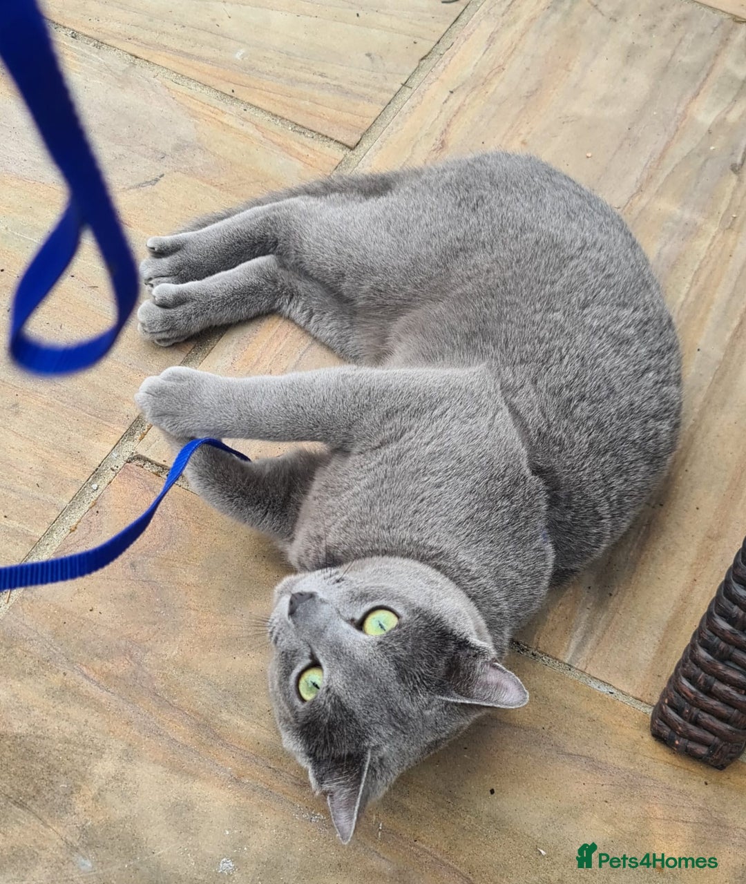 Russian Blue cats for sale: READY NOW! CHAMPION SIRED GCCF RUSSIAN BLUES 😍  in Markfield - Image 23