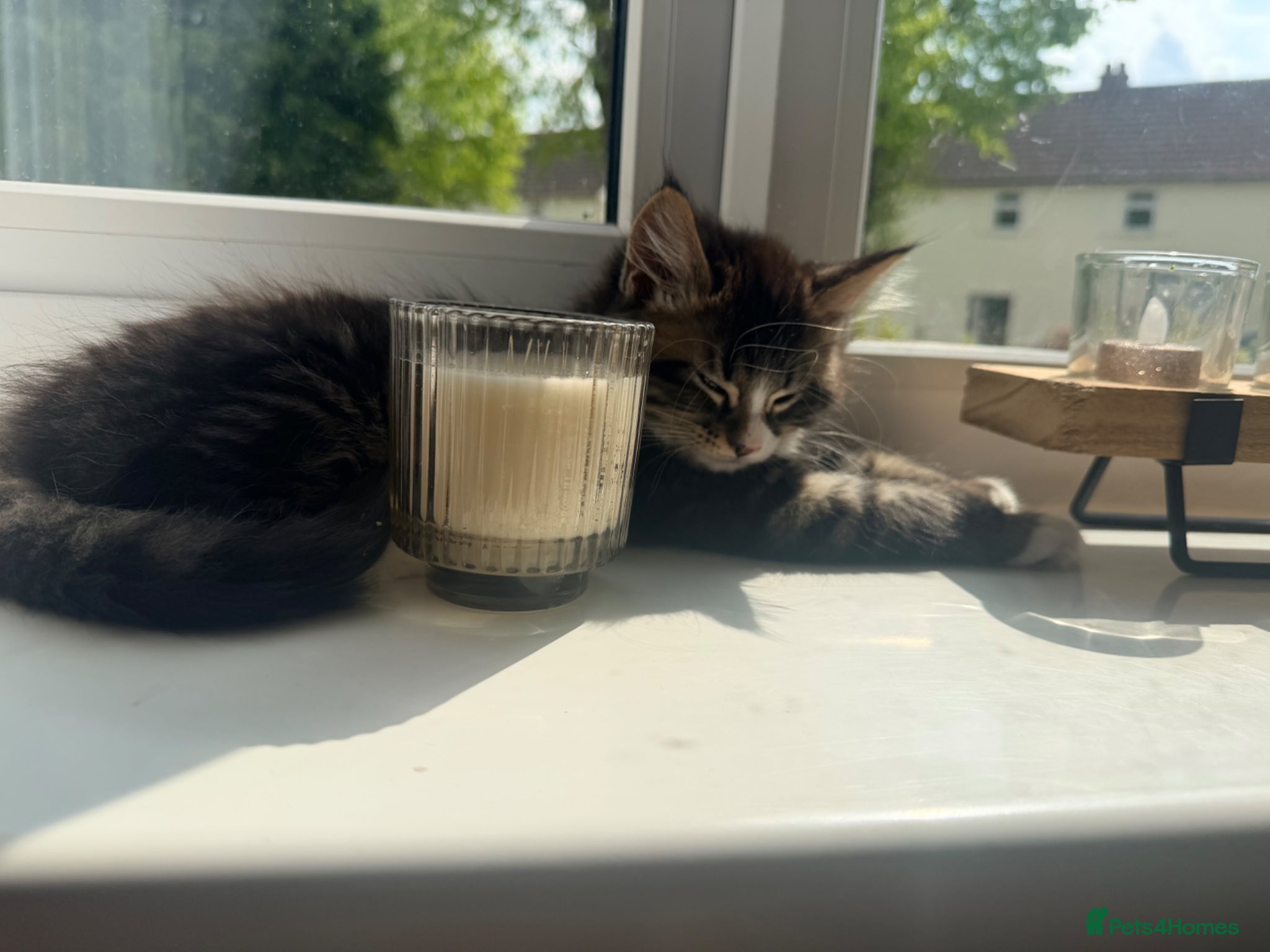 Maine Coon cats 1 boy/1 girl fluffies £250 - Advert 16