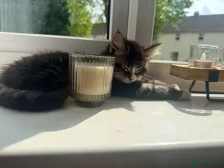 Maine Coon cats 1 boy/1 girl fluffies £250 - Advert 16