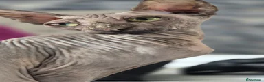 Sphynx Kitten 1