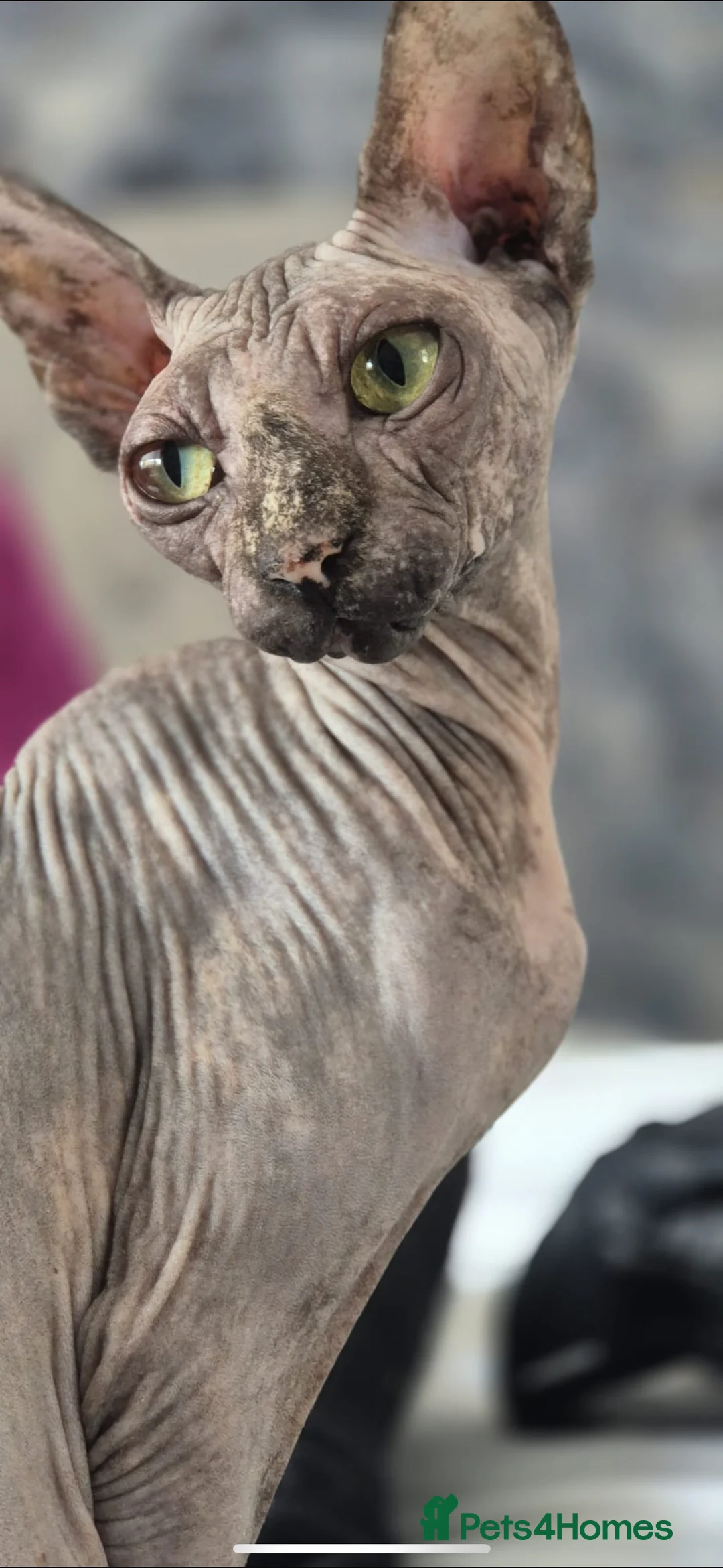 Sphynx cats for sale: beautiful spynx female  in Cardiff - Advert 2