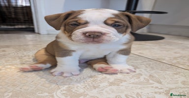 Olde English Bulldogge dogs - Advert 9