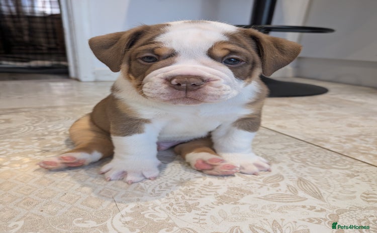Olde English Bulldogge dogs - Advert 2