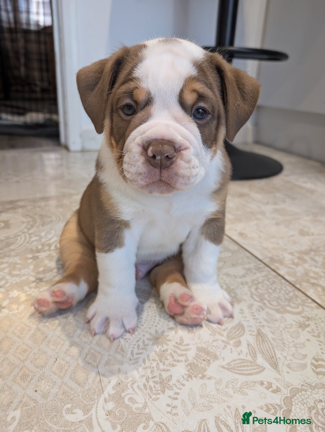 Olde English Bulldogge dogs for sale: READY NEXT WEEK! - OEB Puppies NEBBR ✅ 3rd Gen - Image 1