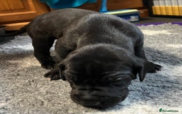 Great Dane dogs for sale: Great Dane pups our own 4th Generation  - Image 26