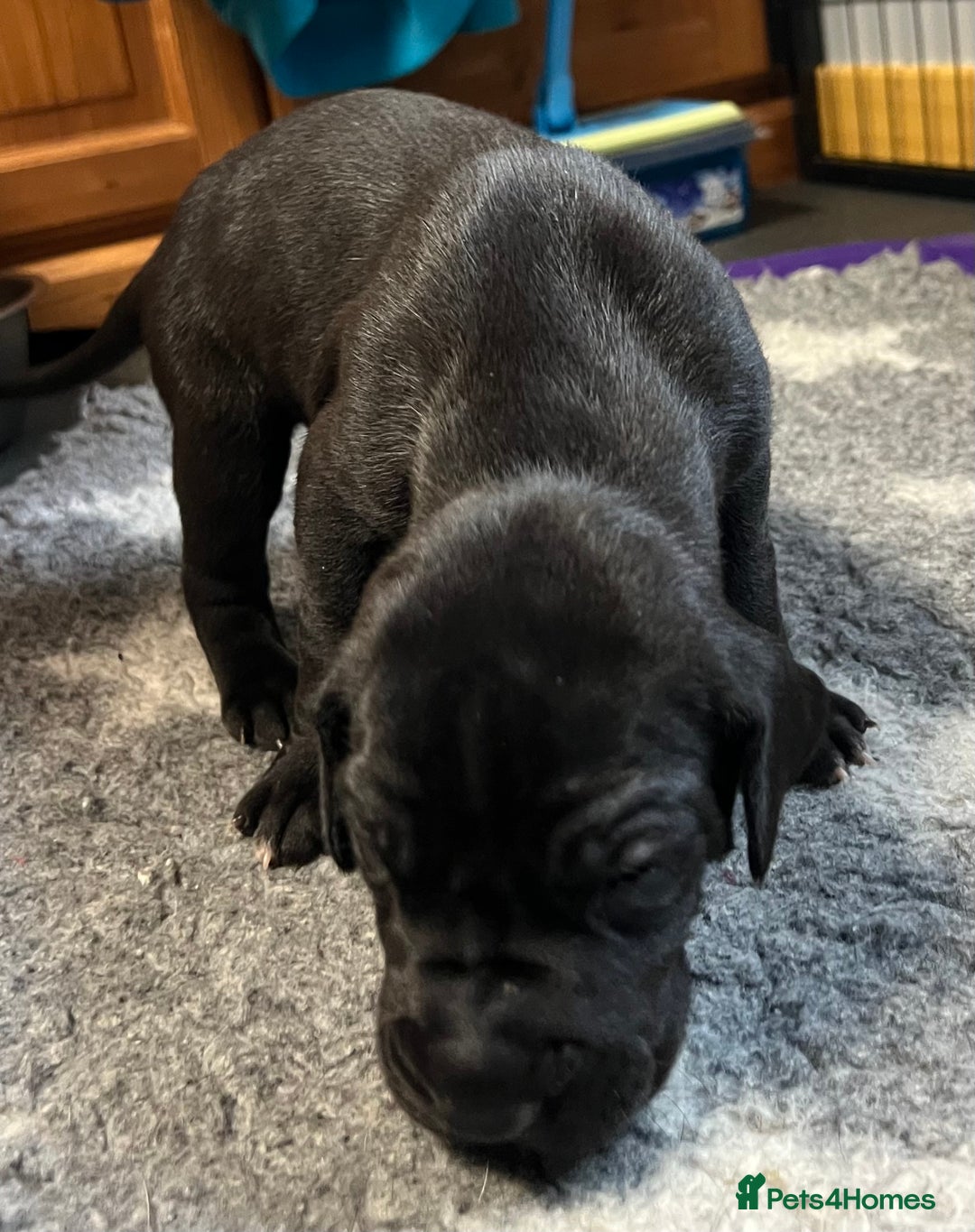 Great Dane dogs for sale: Great Dane pups our own 4th Generation  - Image 26
