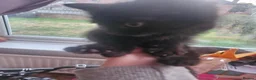 Mixed Breed cats for sale: Black cats  - Advert 13