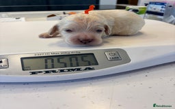 Clumber Spaniel dogs for sale: KC Clumber Spaniels  - Image 7