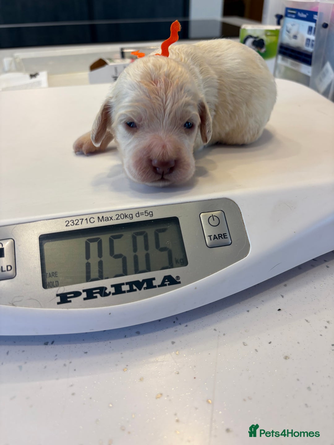 Clumber Spaniel dogs for sale: KC Clumber Spaniels  - Image 7