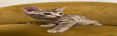Bengal 3