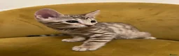 Bengal cats for sale: Bengal kittens  - Advert 17