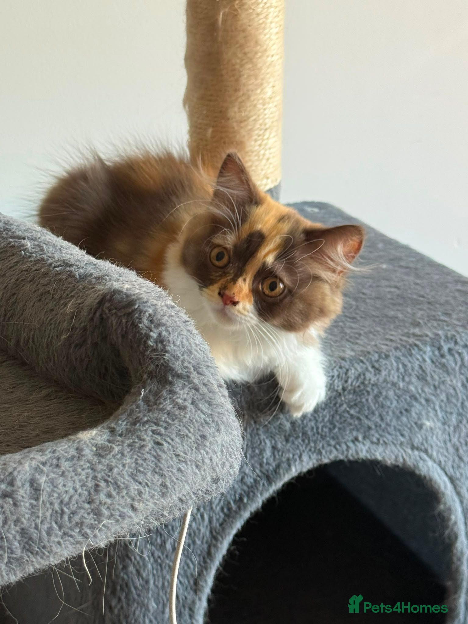 British Longhair cats Available now 😻 British Longhair kittens - TICA  - Advert 2