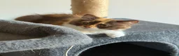 British Longhair cats for sale: Available now 😻 British Longhair kittens - TICA  - Advert 2